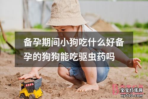 备孕期间小狗吃什么好备孕的狗狗能吃驱虫药吗